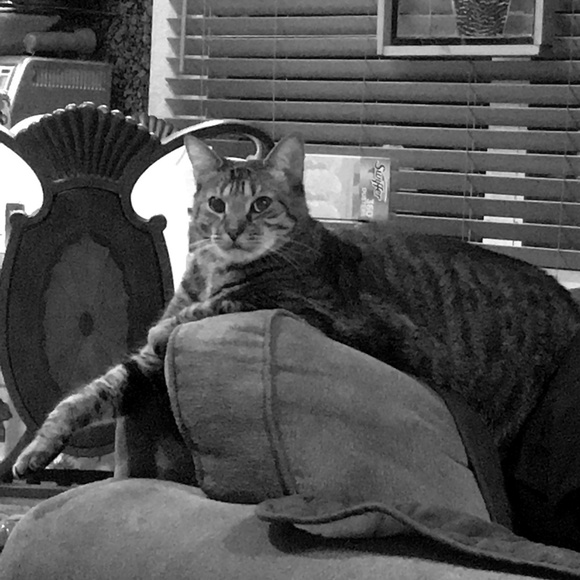 Meet your Posher, Alexandra - Picture 3 of 4